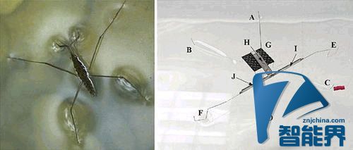 水上漂并非傳說(shuō)，這個(gè)機(jī)器人就做到了