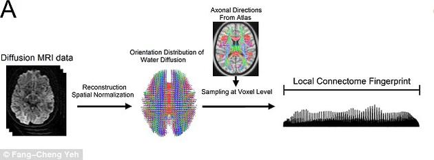 美科學家發(fā)現每個人大腦都有專屬“指紋”：可精確識別身份